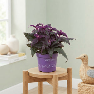 Purple Velvet Plant (Gynura) – 12cm Pot