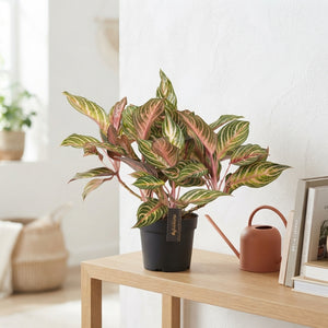 Aglaonema ‘Dreamcatcher’ – 12cm Pot