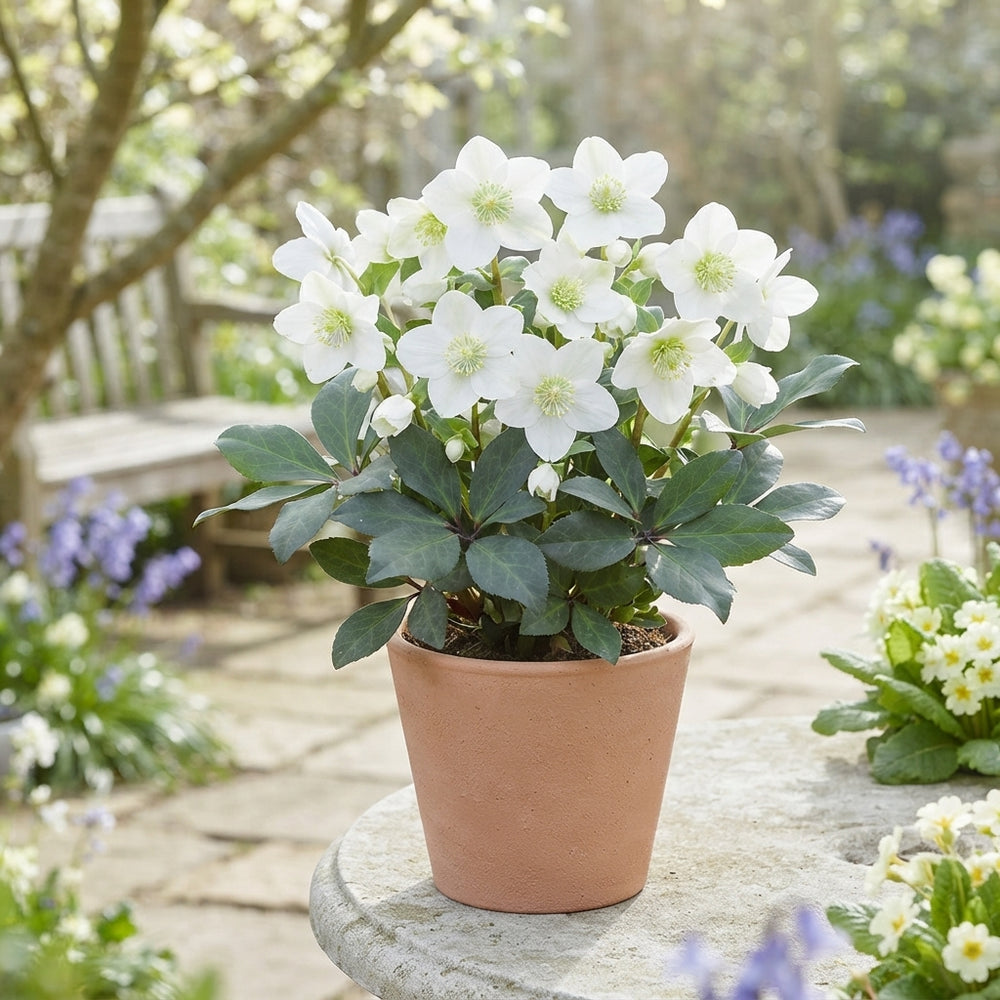 Christmas Rose Helleborus niger ‘Advent Star Earl’ – 12cm Pot