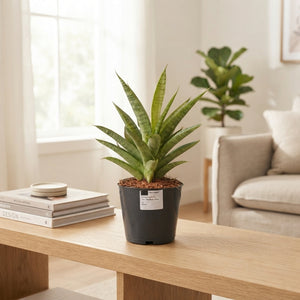 Cylindrical Snake Plant (Sansevieria cylindrica) – 12cm Pot