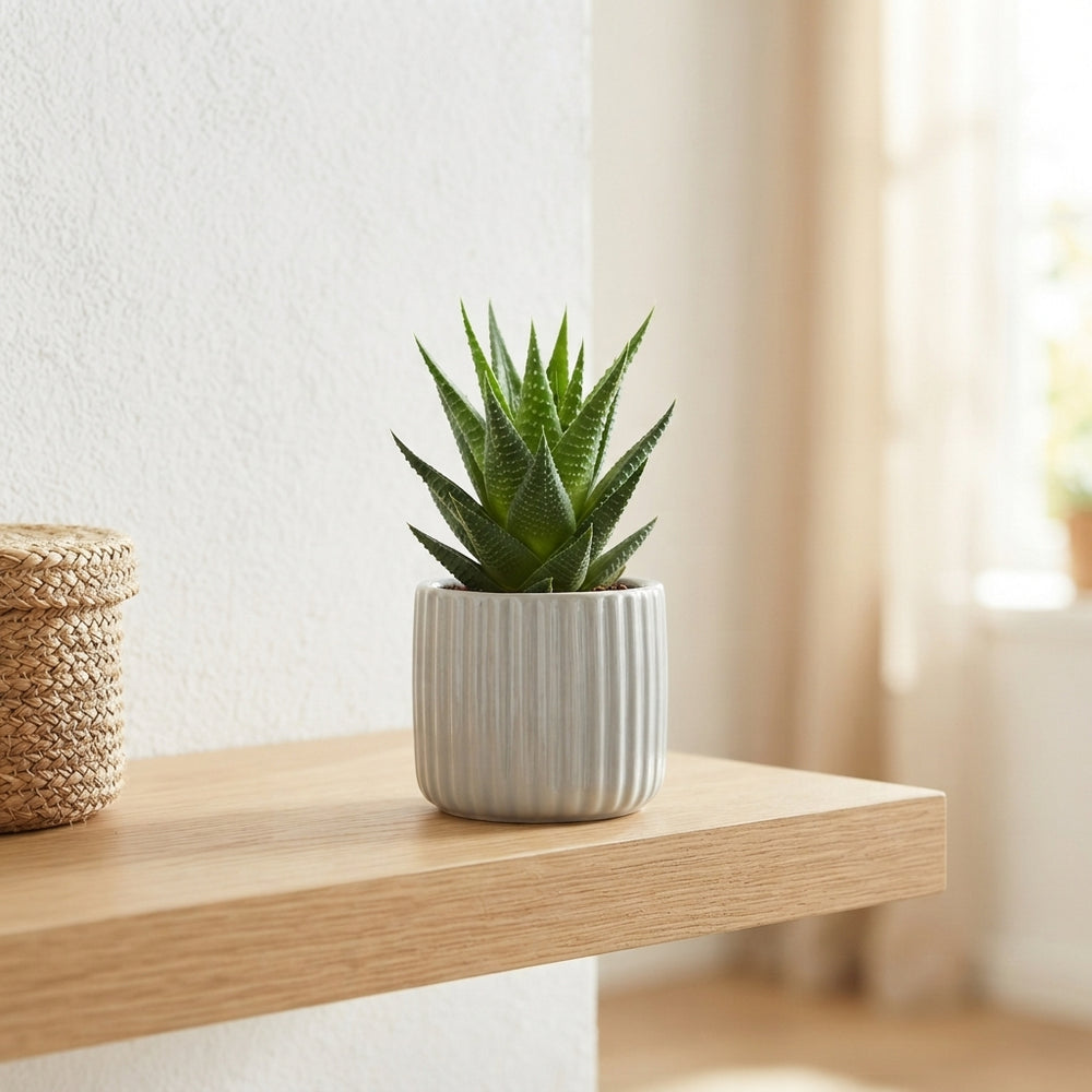Mixed Succulent Collection – 7cm Pots