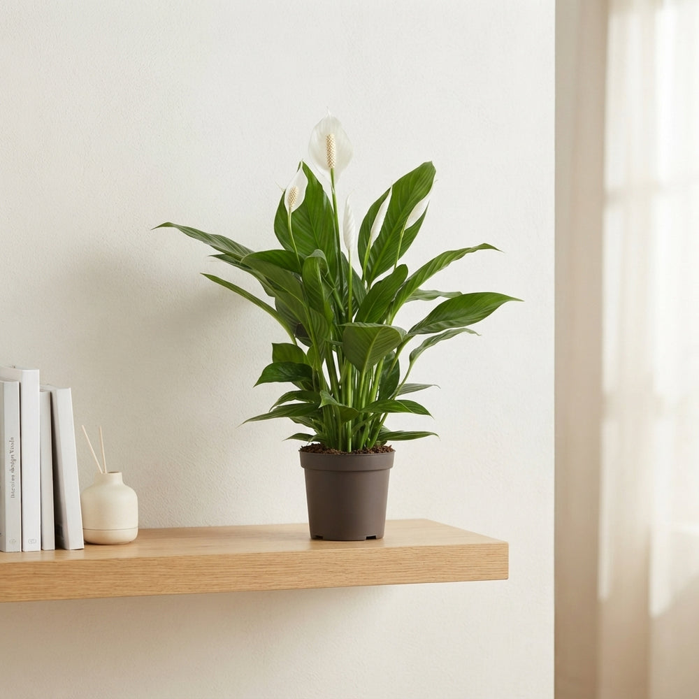 Peace Lily (Spathiphyllum) ‘Bingo Cupido’ – 17cm Pot