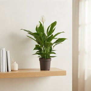 Peace Lily (Spathiphyllum) ‘Bingo Cupido’ – 17cm Pot