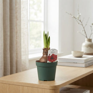 Red Amaryllis (Hippeastrum) – 14cm Pot