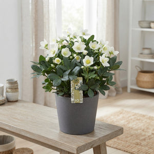 Christmas Rose Helleborus niger ‘Advent Star’ – 17cm Pot