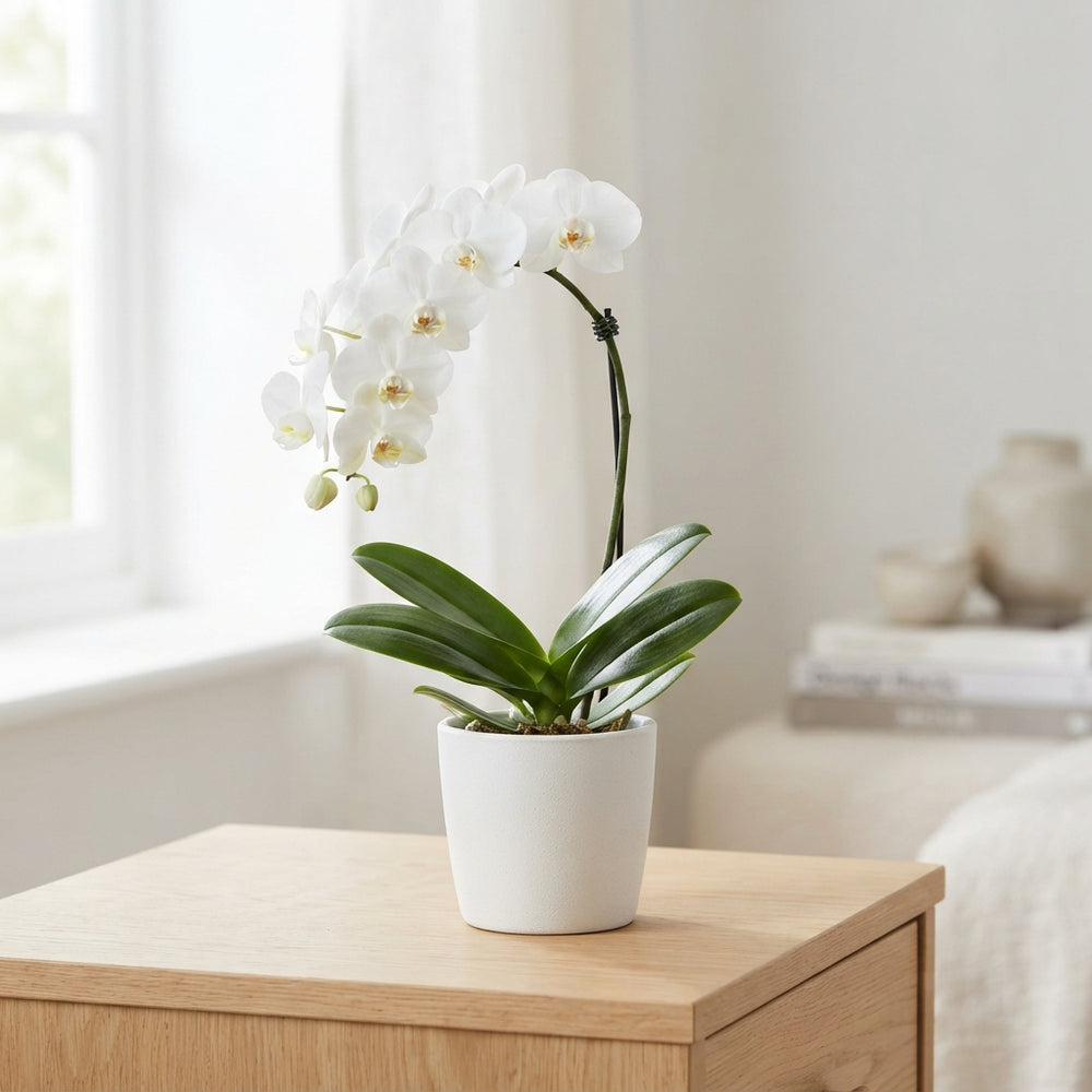 White Phalaenopsis Orchid – 9cm Pot, 32cm High