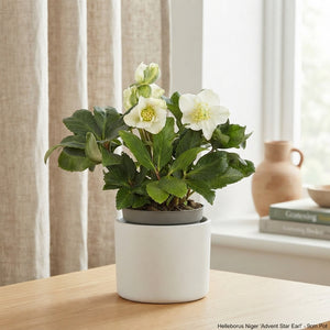 Christmas Rose Helleborus niger ‘Advent Star’ – 9cm Pot