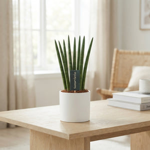 Cylindrical Snake Plant ‘Mikado’ (Sansevieria cylindrica) – 8.5cm Pot