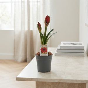 Mixed Hippeastrum (Amaryllis) – 12cm Pot, 30cm High
