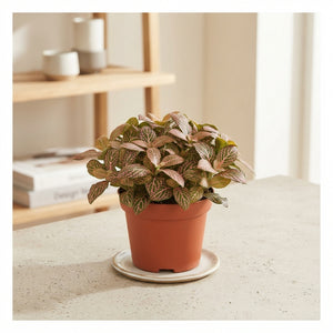 Fittonia ‘Skeleton’ Nerve Plant – 8.5cm Pot