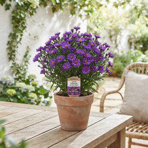 Purple Aster (Aster dumosus 'Alpha') – 12cm Pot