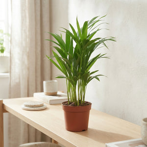 Areca Palm (Dypsis lutescens) – 12cm Pot