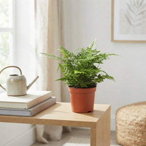 Athyrium Fern – 8.5cm Pot