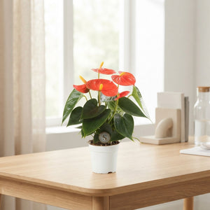 Mixed Anthurium Houseplant – 7cm Pot