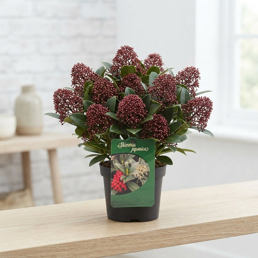 Skimmia japonica 'Sensation' – 15cm Pot
