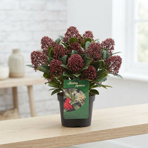 Skimmia japonica 'Sensation' – 15cm Pot