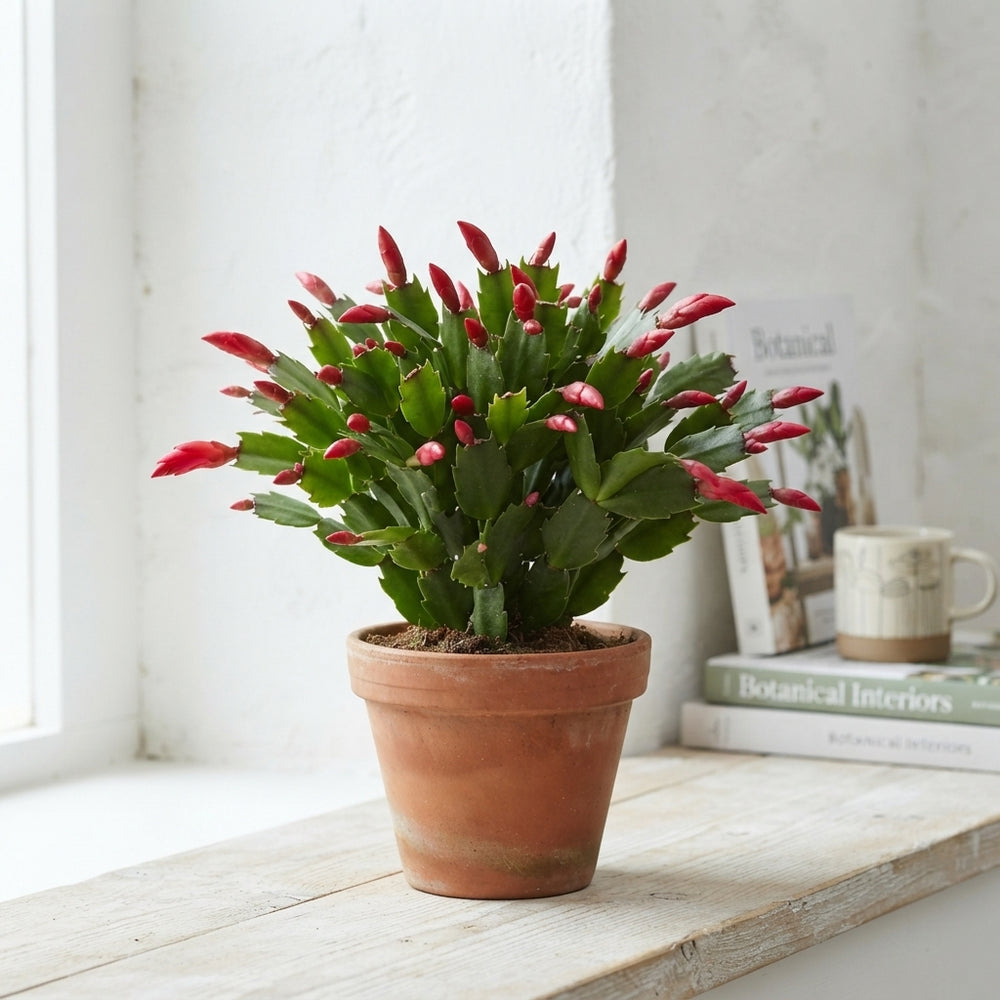 Red Christmas Cactus (Schlumbergera) – 17cm Pot
