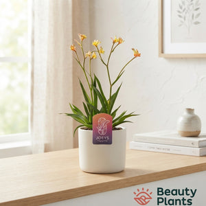 Mixed Anigozanthos Kangaroo Paw – 12cm Pot