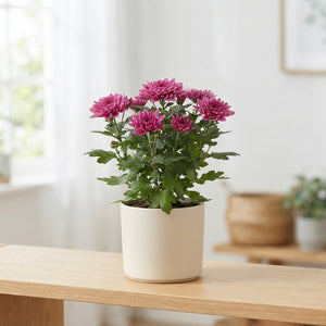 Chrysanthemum 'Sosi Pin' – 14cm Pot, 28cm High