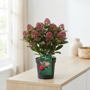 Skimmia japonica 'Delight' – 15cm Pot