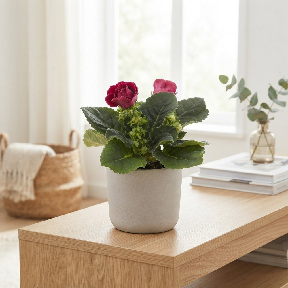 Mixed Sinningia Flowering Houseplant – 13cm Pot