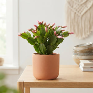 Christmas Cactus (Schlumbergera) – 10.5cm Pot
