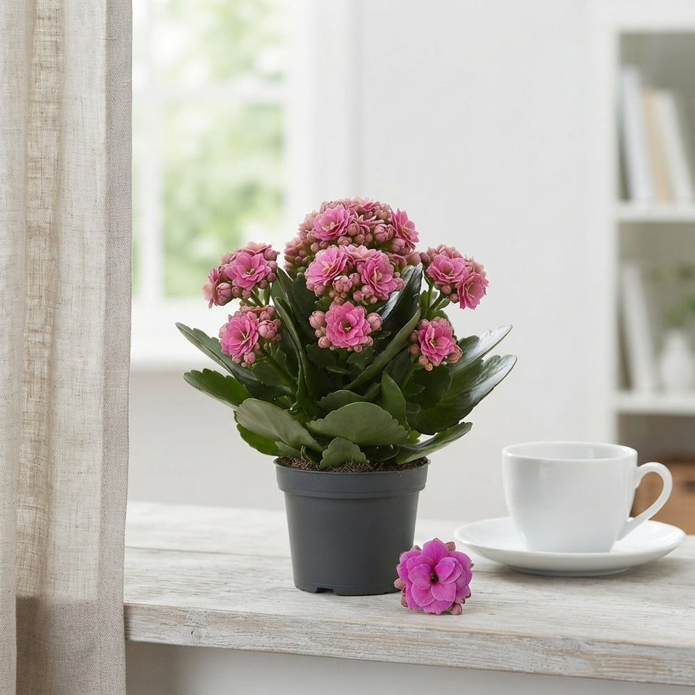 Pink Double Kalanchoe – 6cm Pot