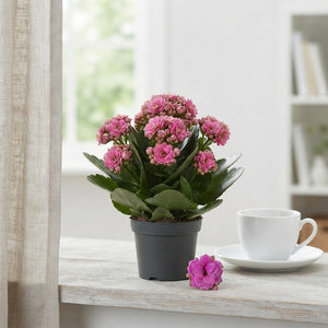 Pink Double Kalanchoe – 6cm Pot