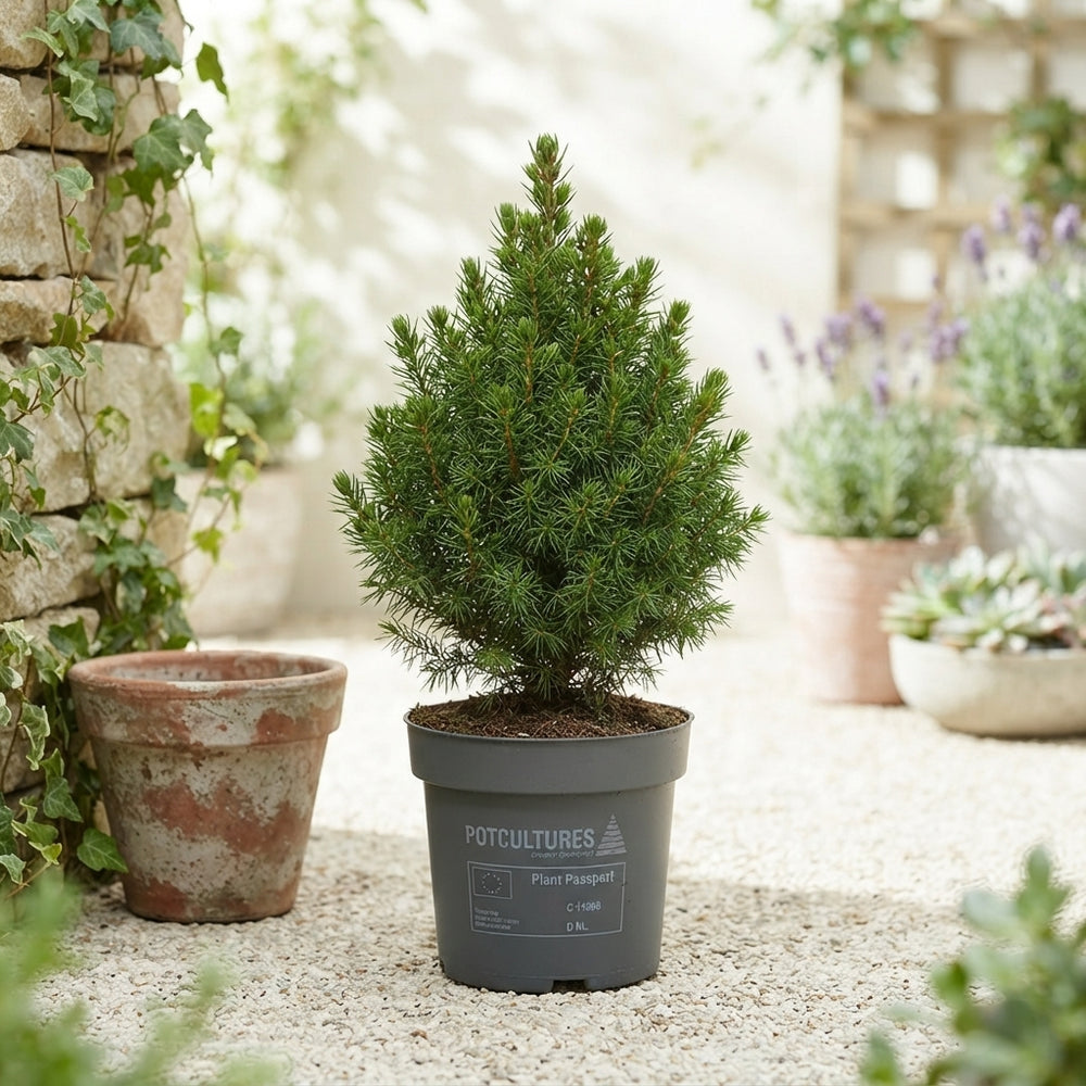 Miniature Norway Spruce ‘Magnifique’ – 10cm Pot