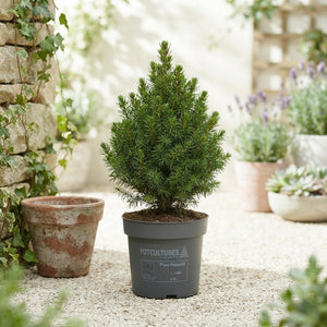 Miniature Norway Spruce ‘Magnifique’ – 10cm Pot