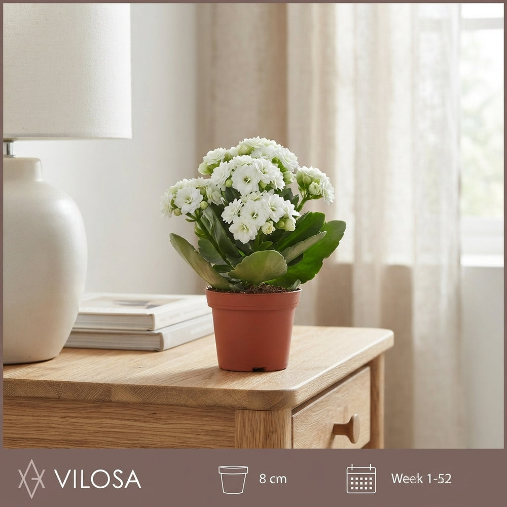 White Double Kalanchoe – 8cm Pot