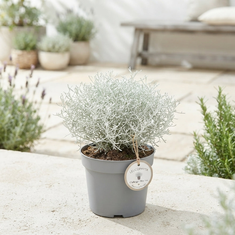 Leucophyta Silver Bush – 9cm Pot