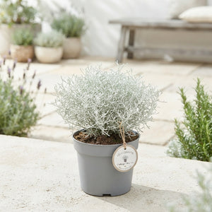 Leucophyta Silver Bush – 9cm Pot