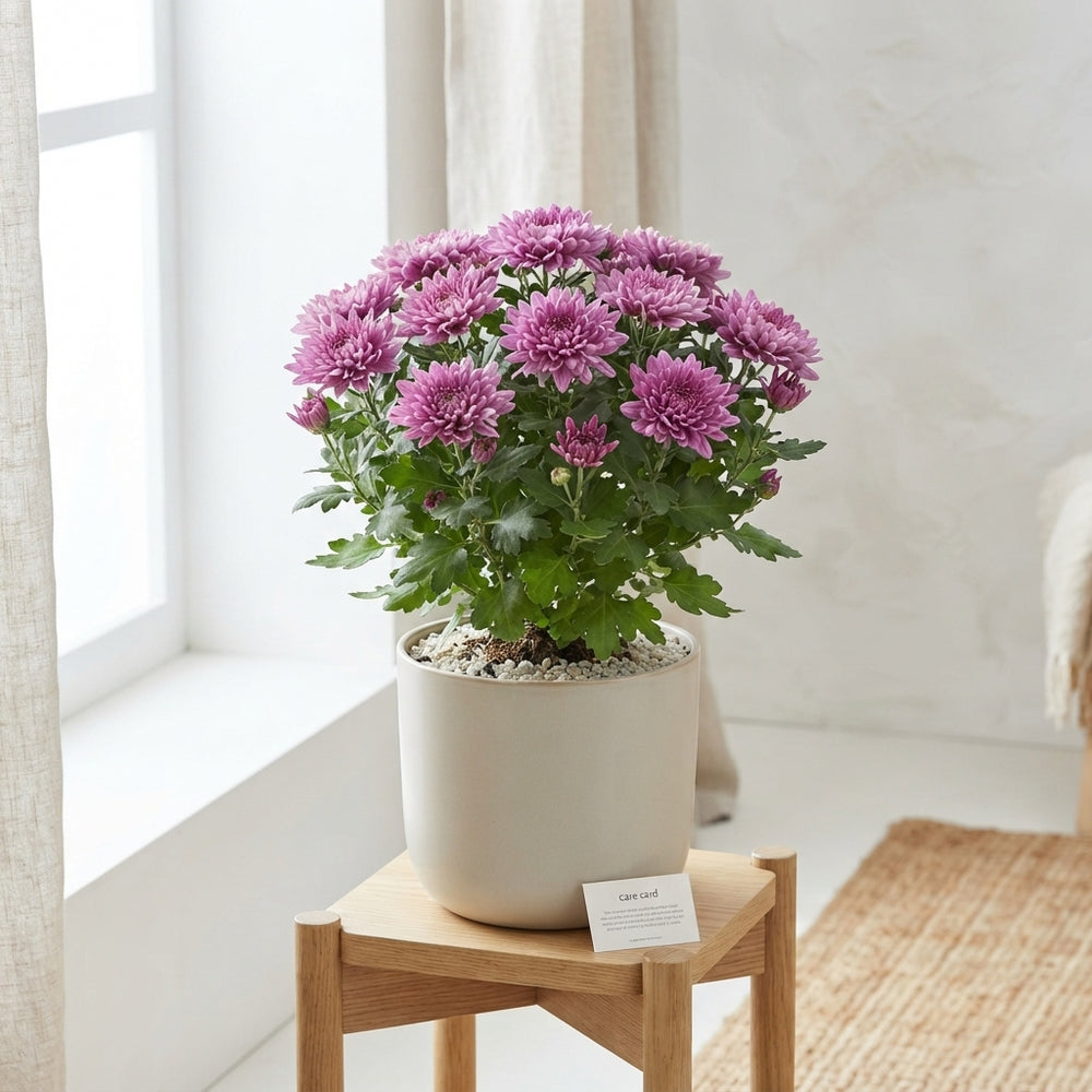 Chrysanthemum ‘Cosmo Gem’ – 23cm Pot