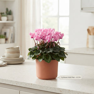 Pink-Flamed Cyclamen persicum – 10.5cm Pot