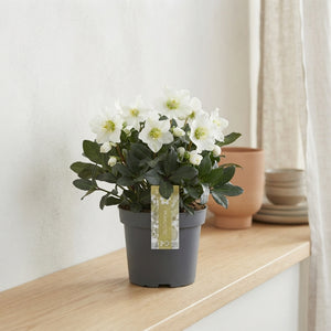 White Christmas Rose (Helleborus) – 17cm Pot