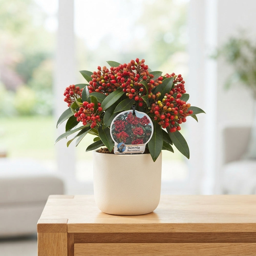 Japanese Skimmia (Skimmia japonica Reevesiana) – 15cm Pot