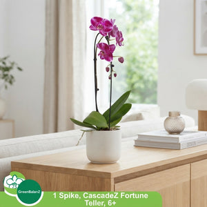 Phalaenopsis Orchid ‘El Cascade’ – 12cm Pot