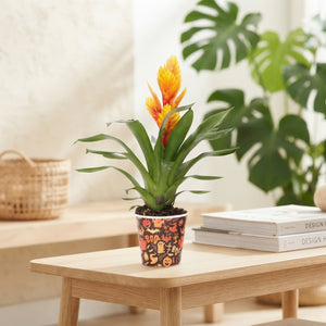 Vriesea Intenso Flame Bromeliad – 12cm Pot