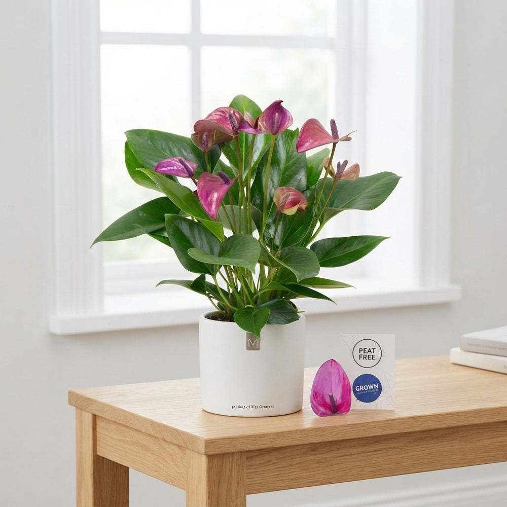 Purple Anthurium (Anthurium andraeanum) – 12cm Pot