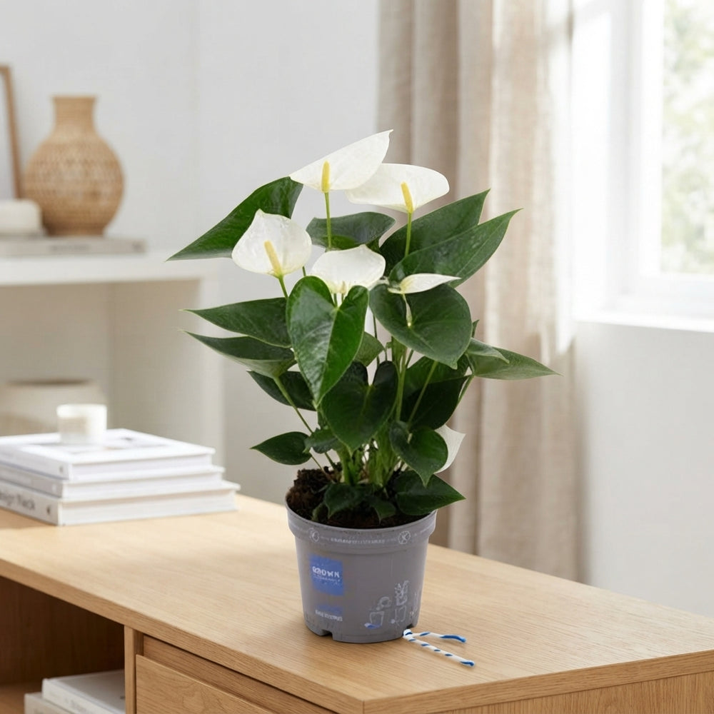 White Anthurium (Anthurium andraeanum) – 12cm Pot