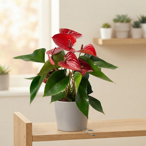 Red Anthurium (Anthurium) – 12cm Pot