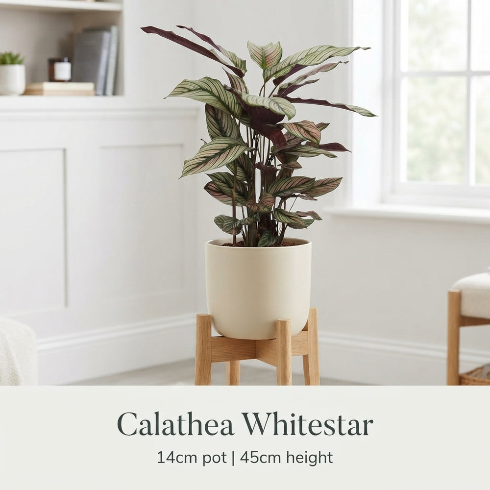 Calathea Whitestar – 14cm Pot, Approx. 45cm High