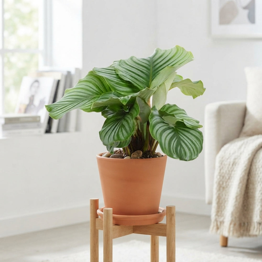 Calathea Orbifolia – 14cm Pot, 45cm High