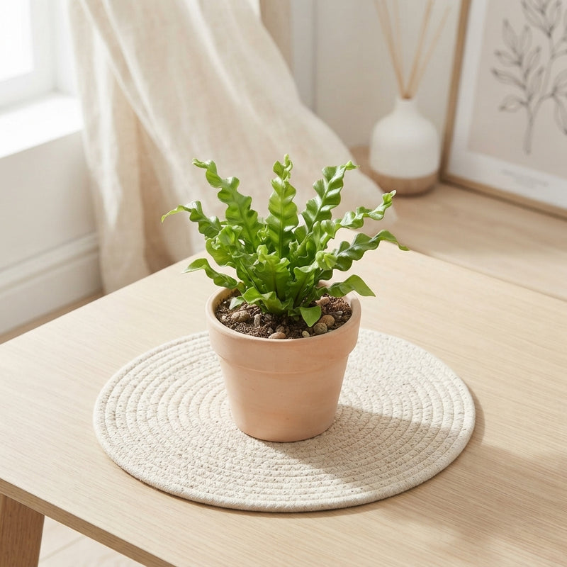 Asplenium Fern – 6cm Pot