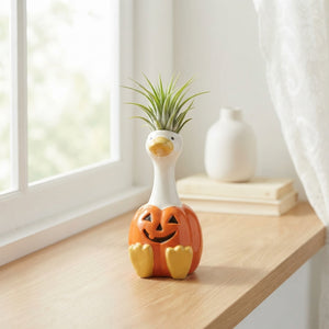 Tillandsia ionantha Air Plant – 20cm
