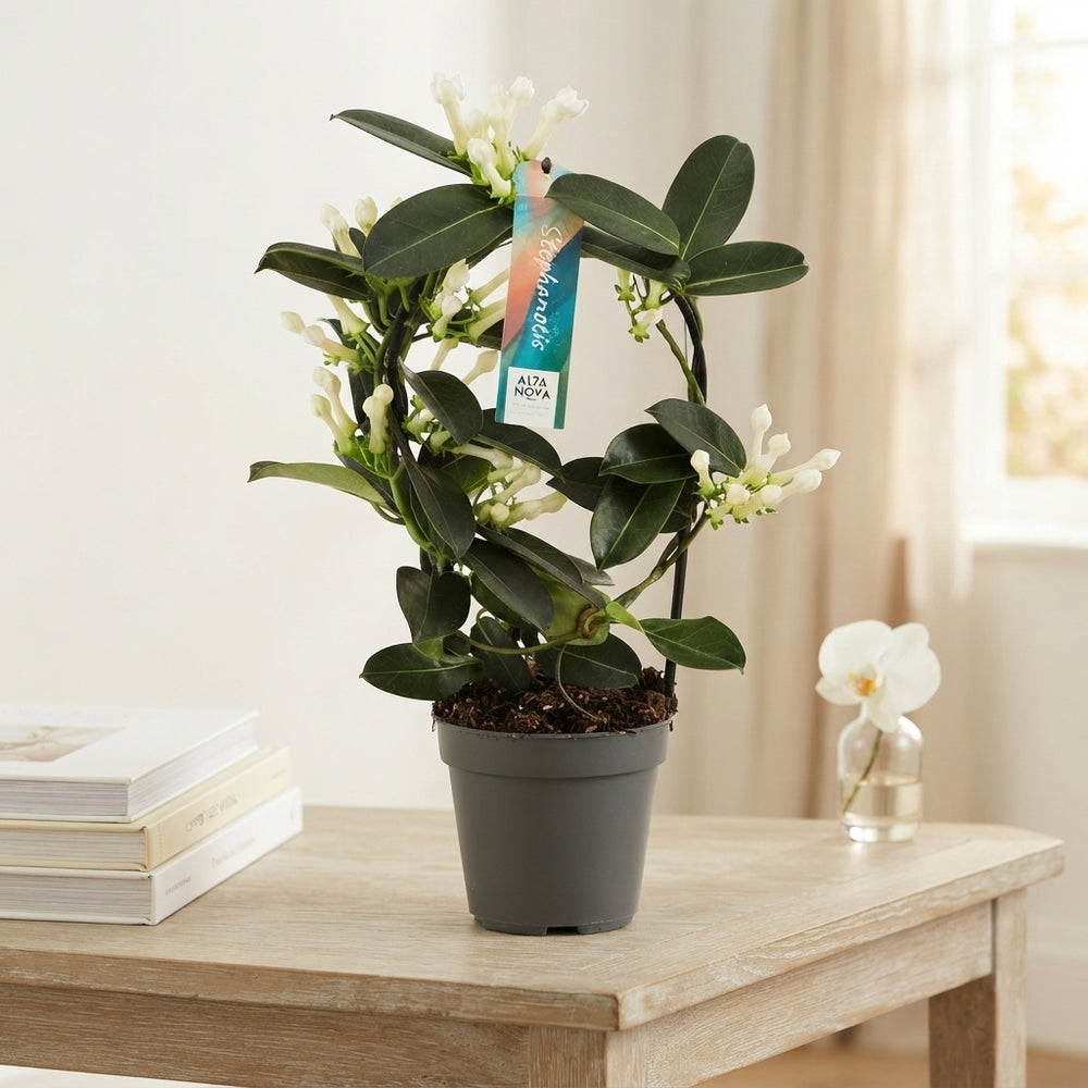 Stephanotis Houseplant with White Flowers – 12cm Pot