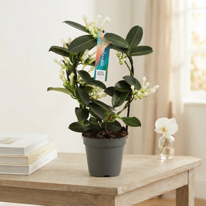 Stephanotis Houseplant with White Flowers – 12cm Pot