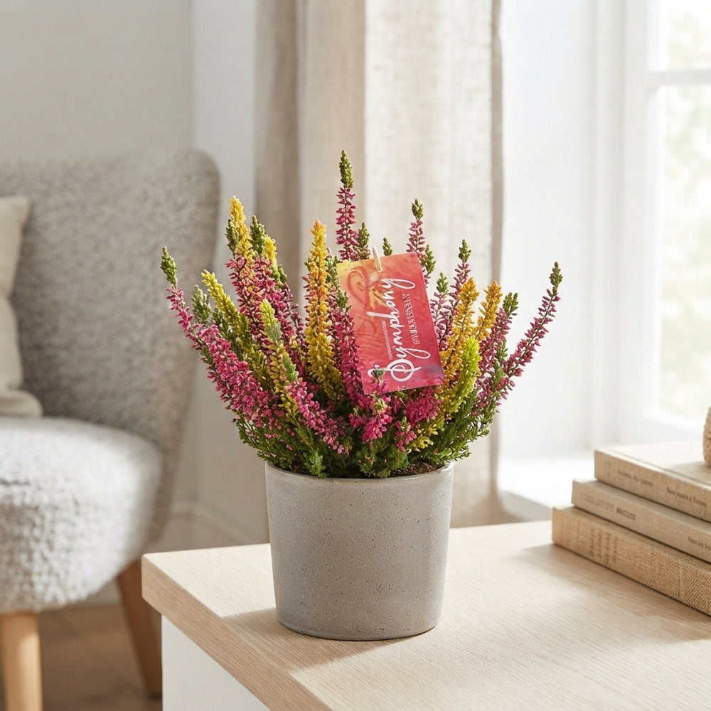 Calluna vulgaris ‘Beauty Ladies Symphony’ – 12cm Pot