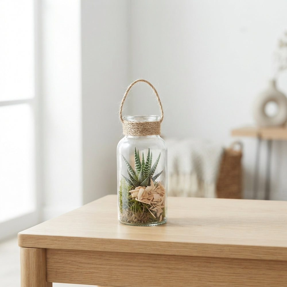 Haworthia Arrangement in Glass Bottle – 8cm